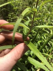 Veronica derwentiana