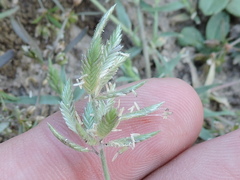 Eragrostis reptans