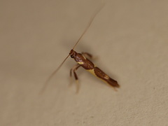 Caloptilia xanthopharella