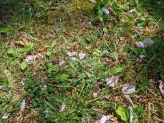 Luzula capitata