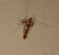 Caloptilia xanthopharella