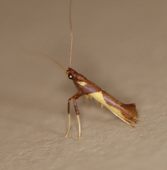 Caloptilia xanthopharella