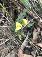Gompholobium ecostatum