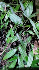 Disporum kawakamii