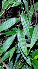 Disporum kawakamii