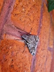 Psilogramma casuarinae