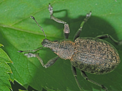 Liophloeus tessulatus