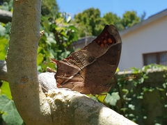 Charaxes varanes