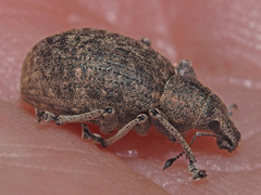 Liophloeus tessulatus