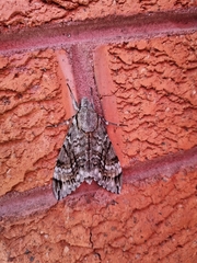 Psilogramma casuarinae