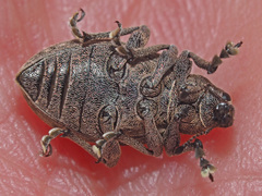 Liophloeus tessulatus