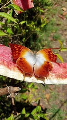 Charaxes varanes