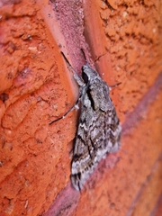 Psilogramma casuarinae