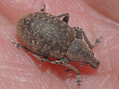 Liophloeus tessulatus