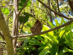 Charaxes varanes