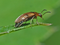 Anaspis