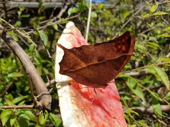 Charaxes varanes