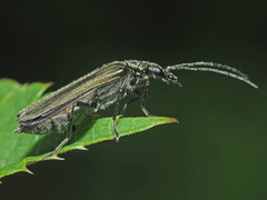 Oedemera