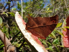 Charaxes varanes