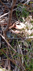 Pygopus lepidopodus