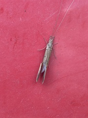Triplectidinae