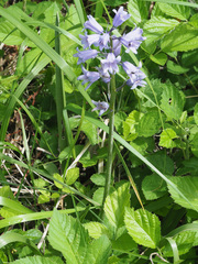 Hyacinthoides hispanica