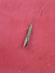 Triplectidinae