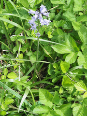 Hyacinthoides hispanica