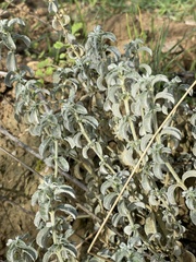 Mercurialis tomentosa