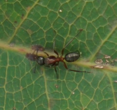 Camponotus innexus