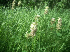 Astragalus uliginosus