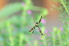Argiope reinwardti