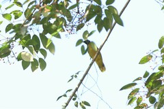 Brachypodius melanocephalos