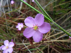 Drosera capensis