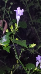 Strobilanthes flexicaulis
