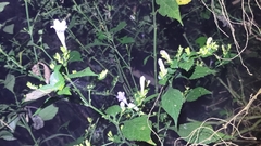 Strobilanthes flexicaulis