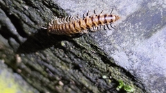 Myriapoda