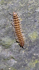 Myriapoda