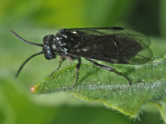 Allantinae