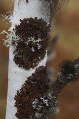 Melanohalea septentrionalis