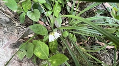 Codonacanthus pauciflorus
