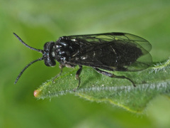 Allantinae