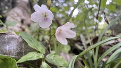 Codonacanthus pauciflorus