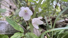 Codonacanthus pauciflorus