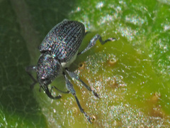 Archarius salicivorus