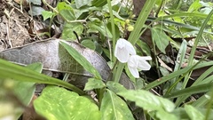 Codonacanthus pauciflorus