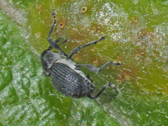 Archarius salicivorus