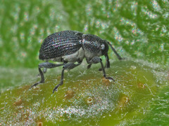 Archarius salicivorus