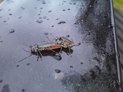 Chauliognathus magellanicus