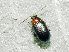 Crepidodera aurata